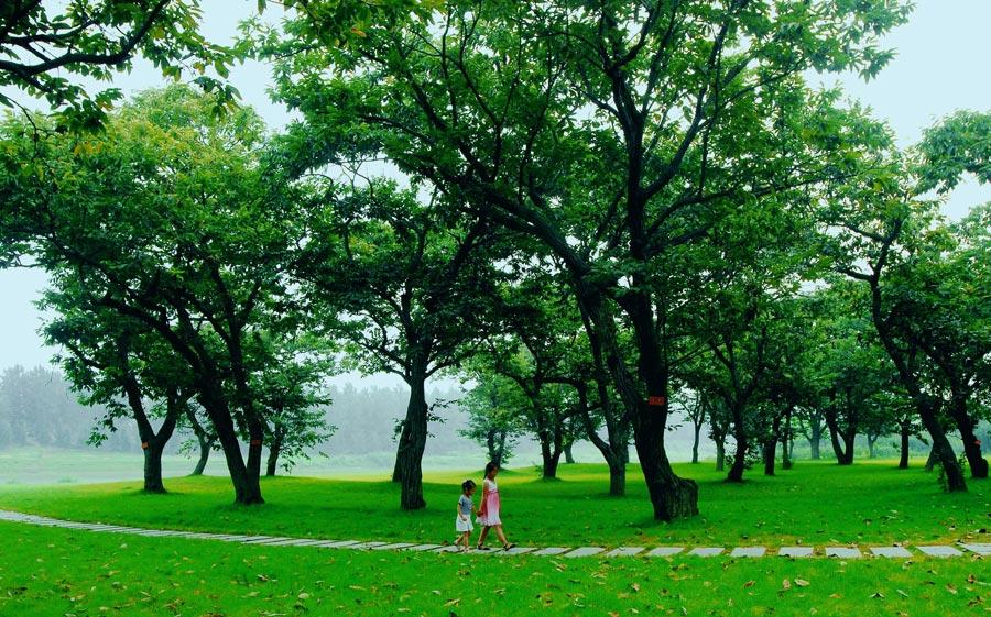 江苏沭阳花木产业园,沭阳花木产业集群