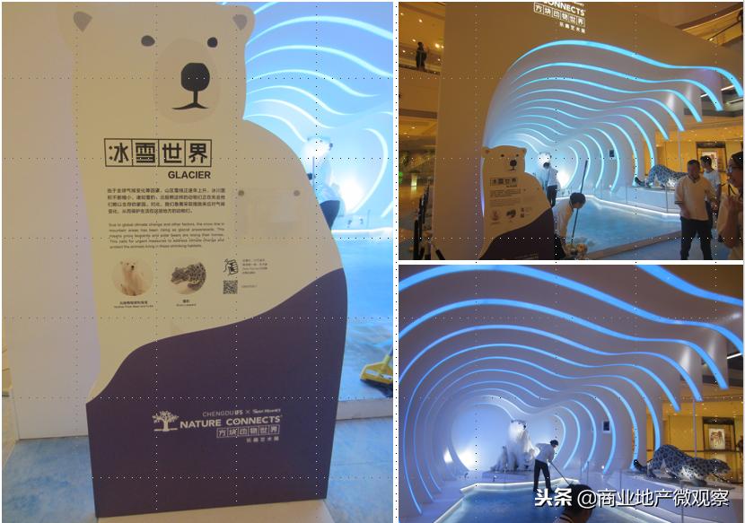 在成都看ifs熊猫,成都ifs上的爬墙大熊猫