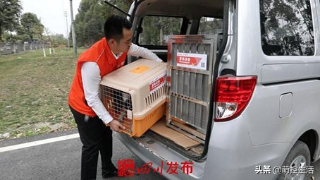 川航“宠物机票”提供单独宠物托运，接送上门服务