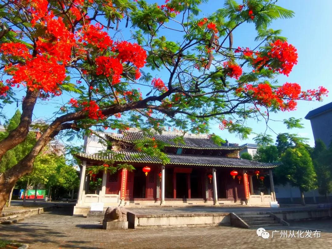 凤凰花从化,从化江浦凤凰花
