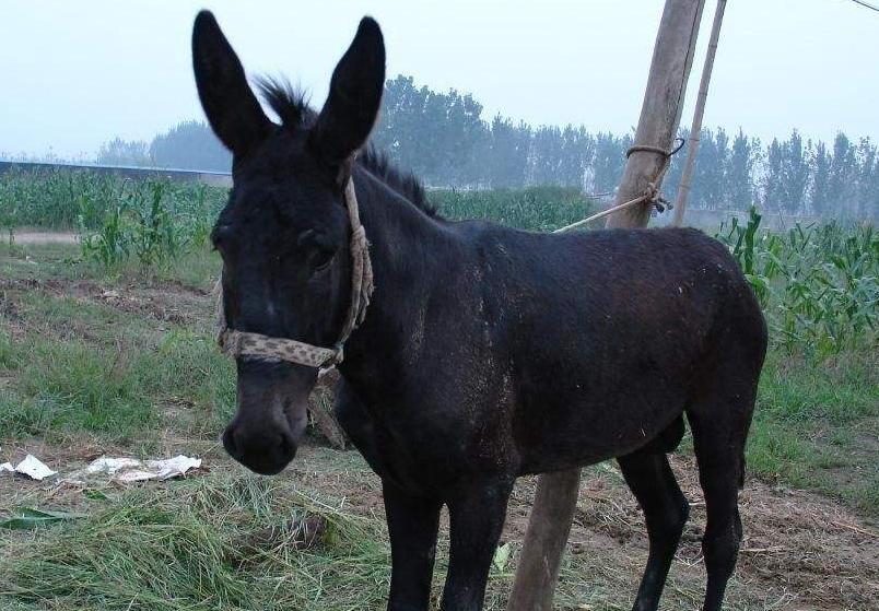 养驴虽然是件简单的活,但也有一些注意事项需知道,答案在这里