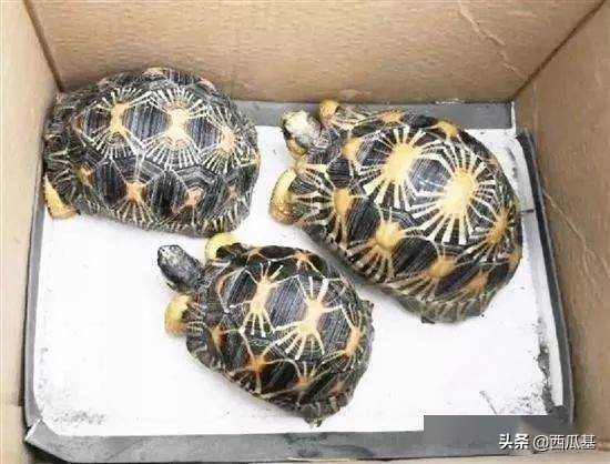 这些动物,再喜欢也不能养,否则警察叔叔找上门