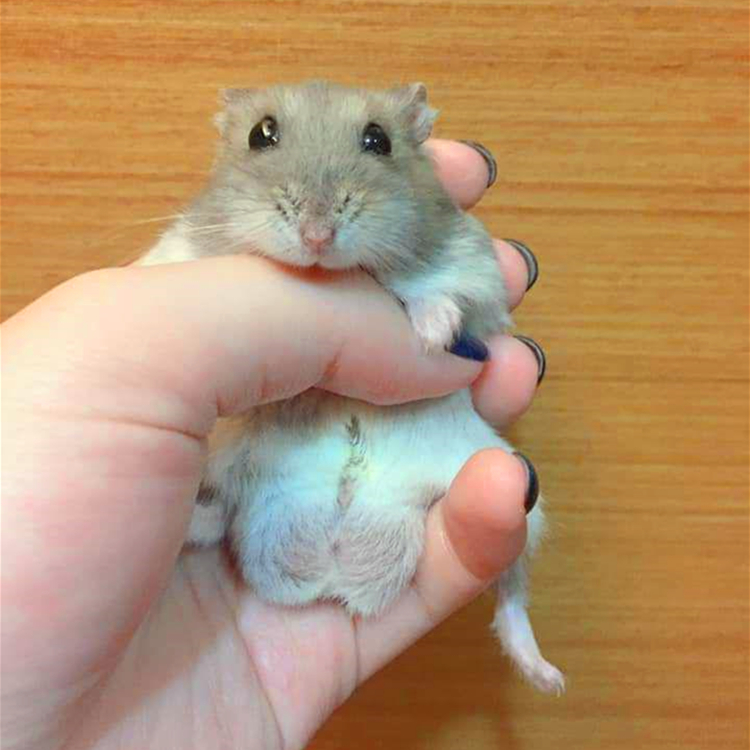 仓鼠从多大开始有领地意识,小黑仓鼠第一次成为鼠王