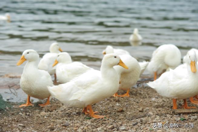 蛔虫和绦虫哪个危害大,蛔虫病绦虫病蛲虫病