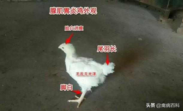 鸡腺肌胃炎为什么难治,鸡群患腺胃炎怎么治疗