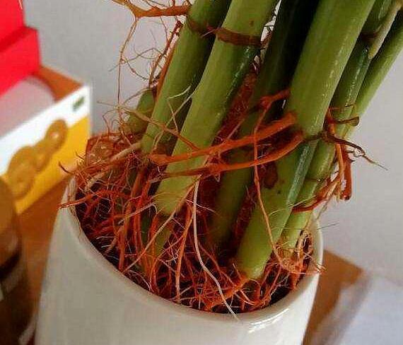 富贵竹怎么才不被冻死,怎样防止富贵竹被冻死