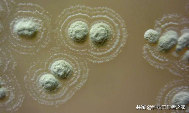 抗细菌最好的克星,超级细菌的克星有哪些