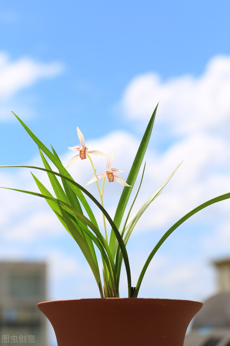 北京地区建兰几月施磷钾肥催花,建兰怎样才能开花5个诀窍