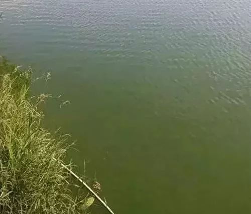 每天都浇水怎么用水溶肥,天天换水适应水质