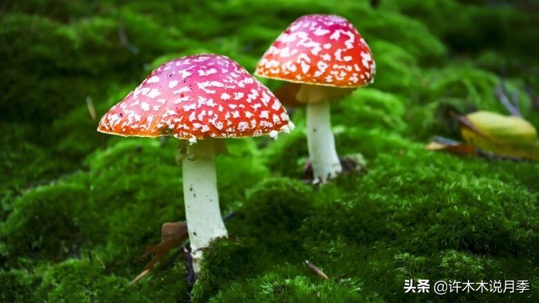 月季盆长蘑菇用什么药,月季发现烂根要怎么处理