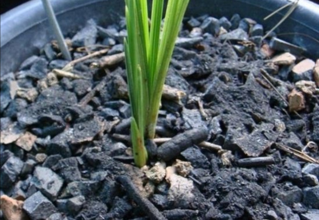 怎么预防花卉生虫,花卉里的虫子怎么治理最好