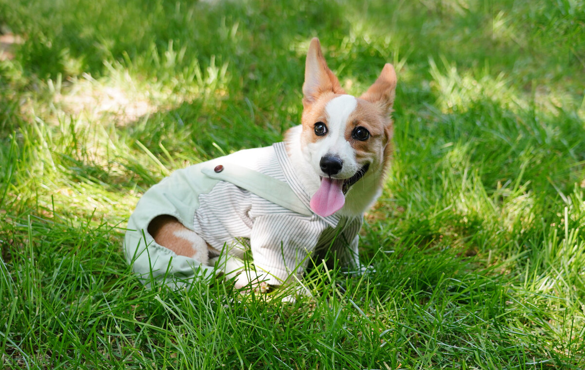 柯基犬的优点缺点有哪些,伊丽莎白女王的柯基犬怎么样了