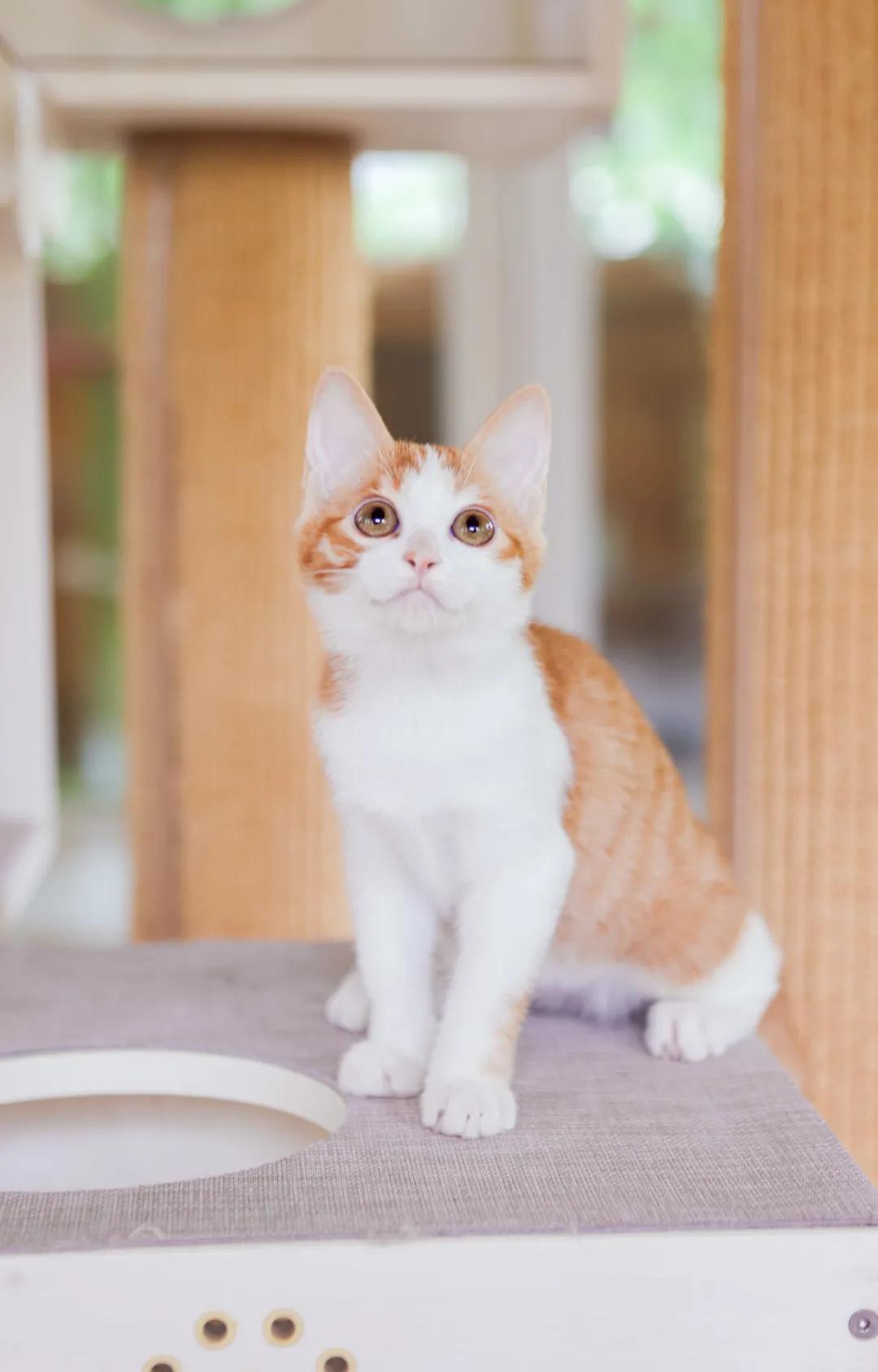 找领养新成员|你好呀，铲屎官