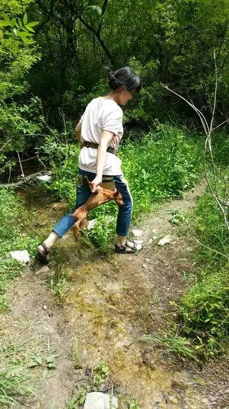 伸舌头的小鹿犬,爱洗澡的小鹿犬