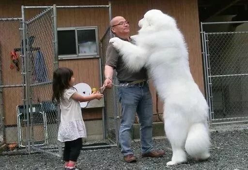 世界上最强的10种狗排名,世界上巨型狗大全