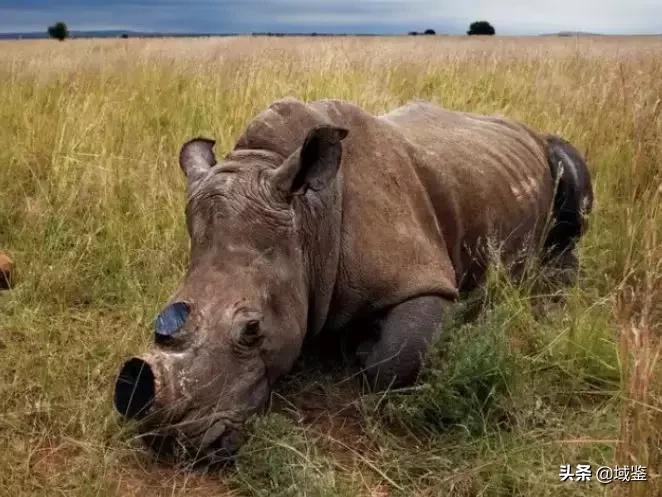最老的犀牛角雕件,极少见红色犀牛角雕