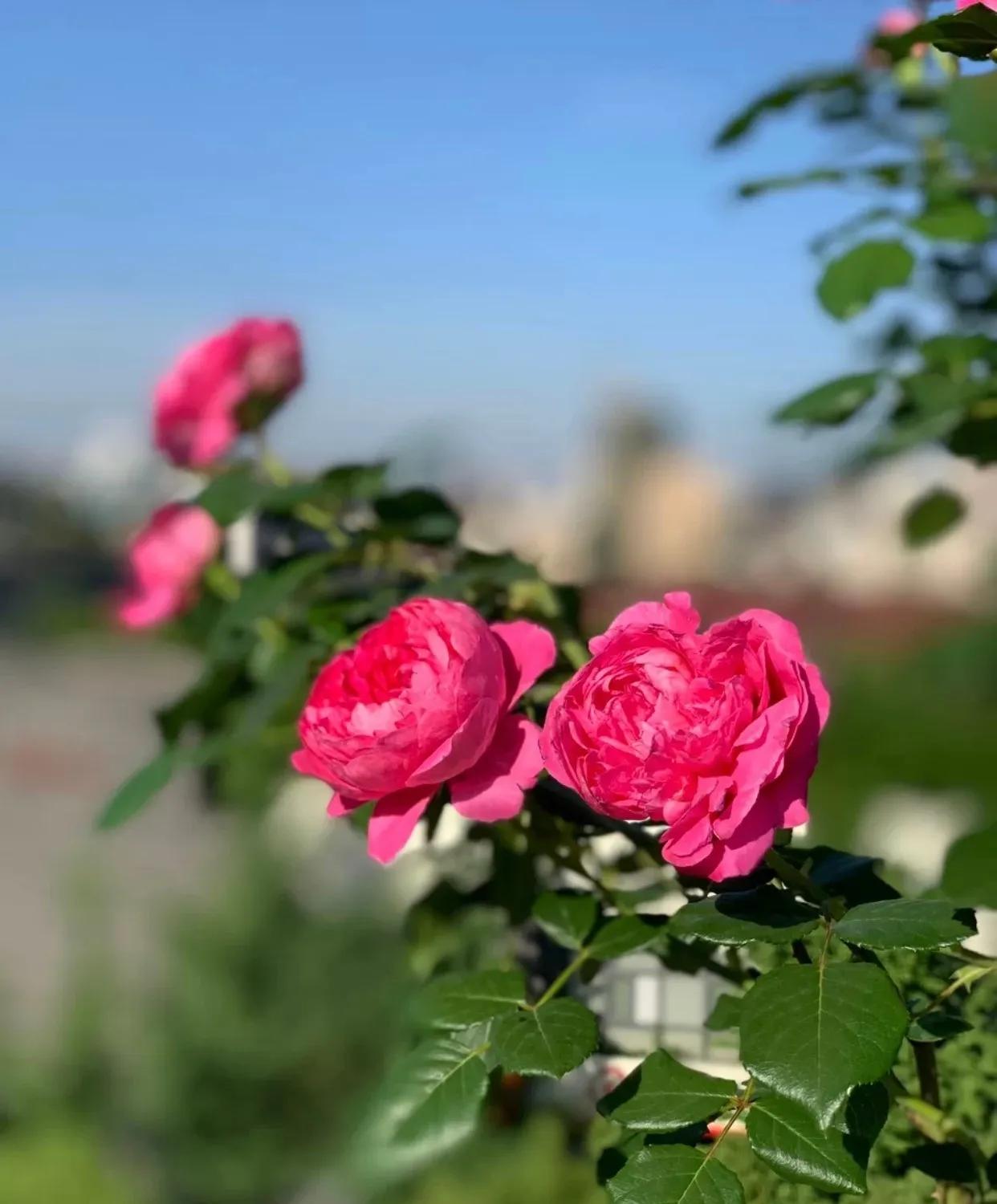 春天时候的蔻丹，长在我心尖尖上，蔻丹添妩媚，罗珮绕朦胧