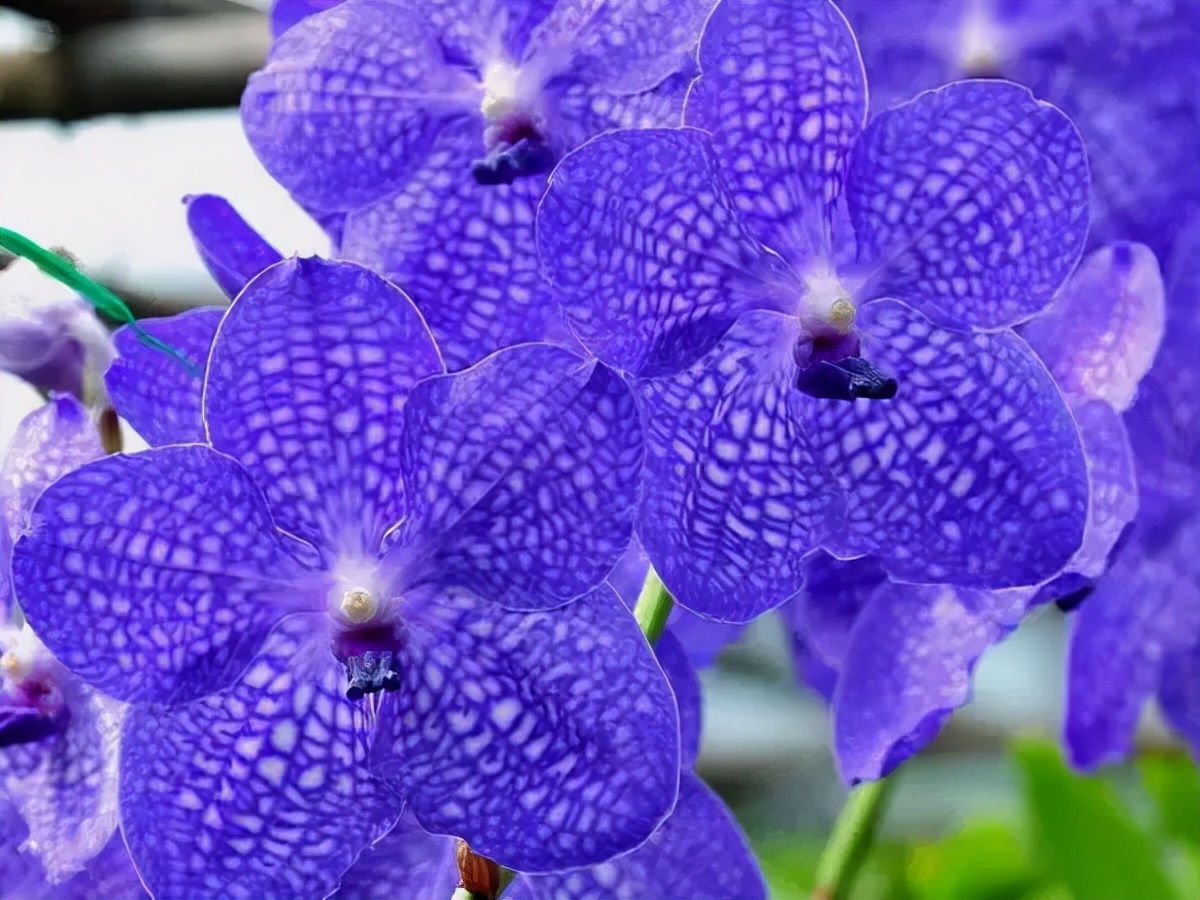 世界各国国花有哪些,各国的市花和国花有什么