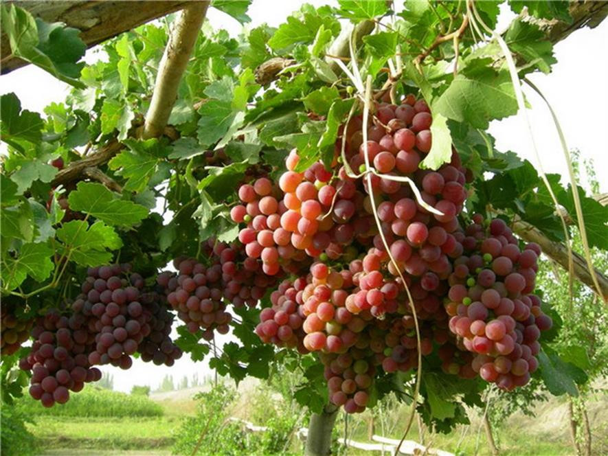 百种味道的果子,四季百种果子图片