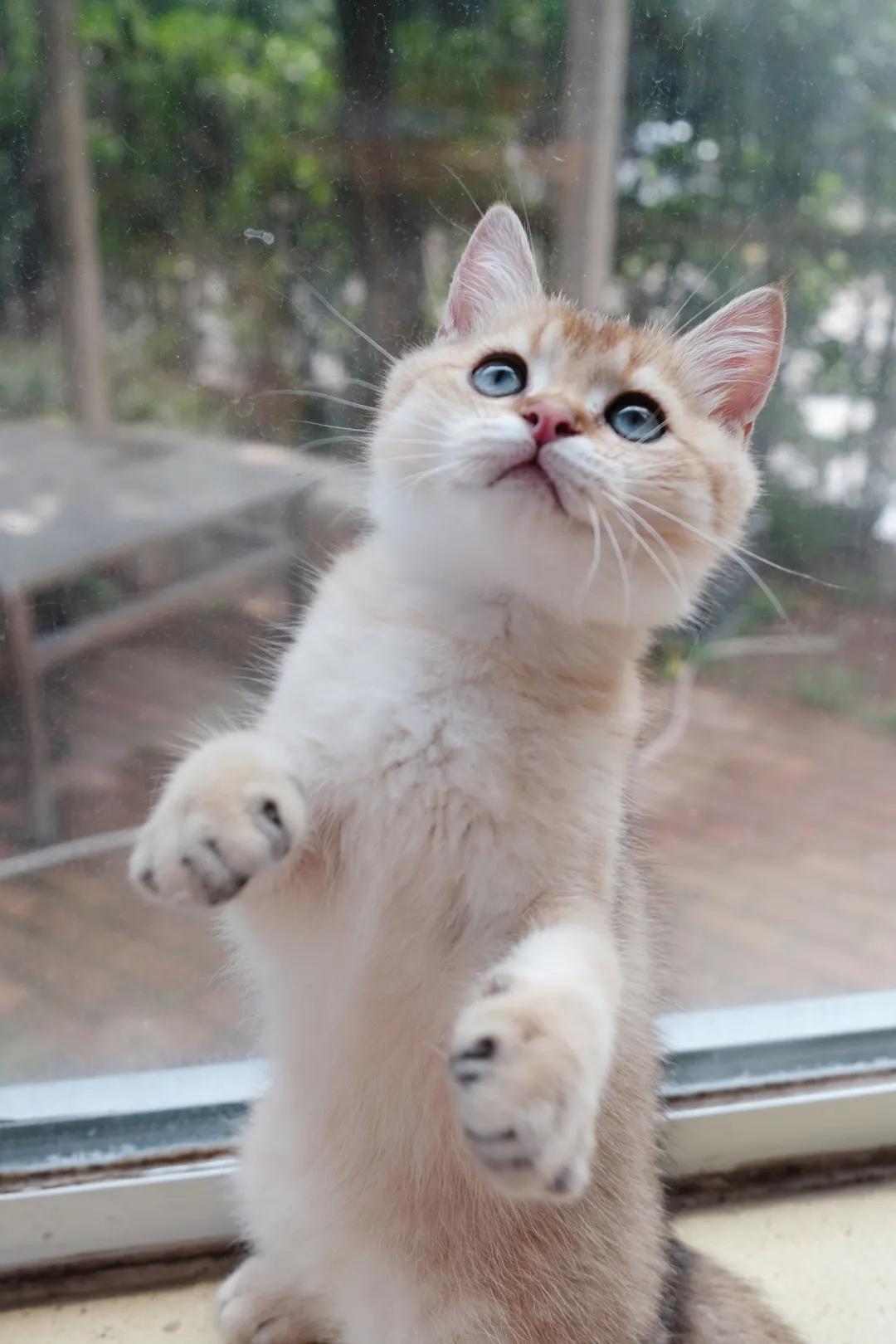 猫咪驯养,驯养猫技巧