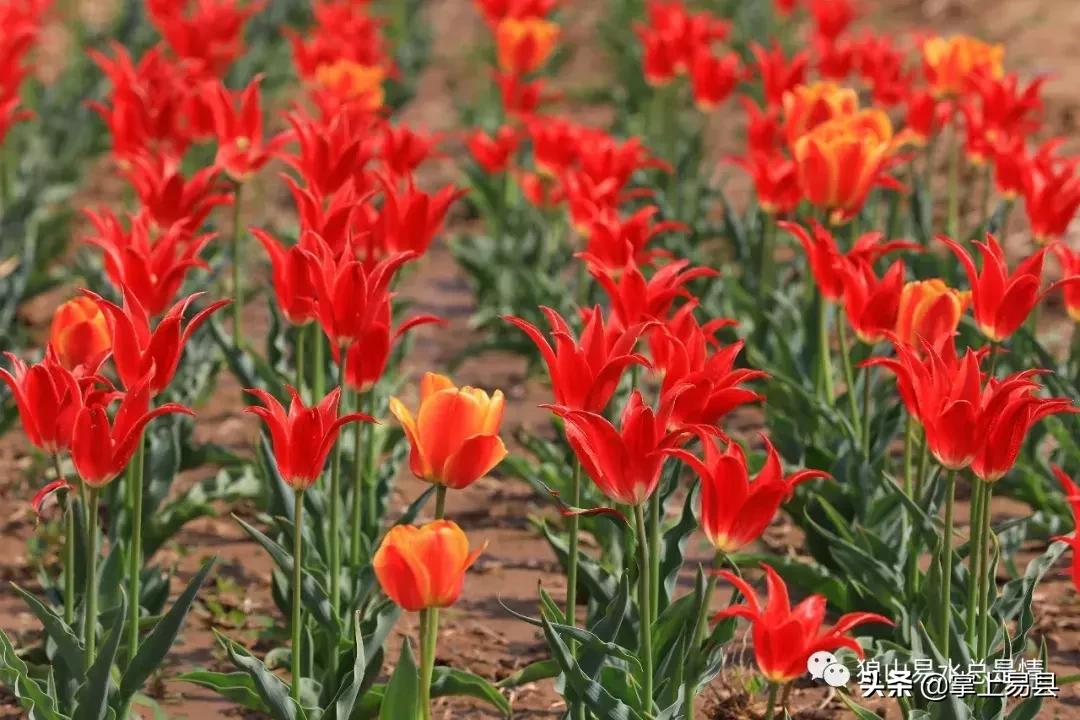 狼牙山下花如海李白诗赞郁金香