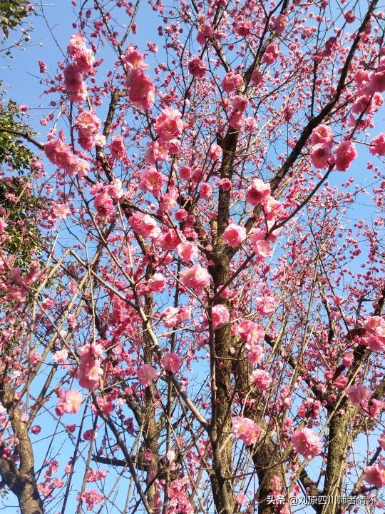 千字文第三十九章朗读,千字文第二十四段朗读