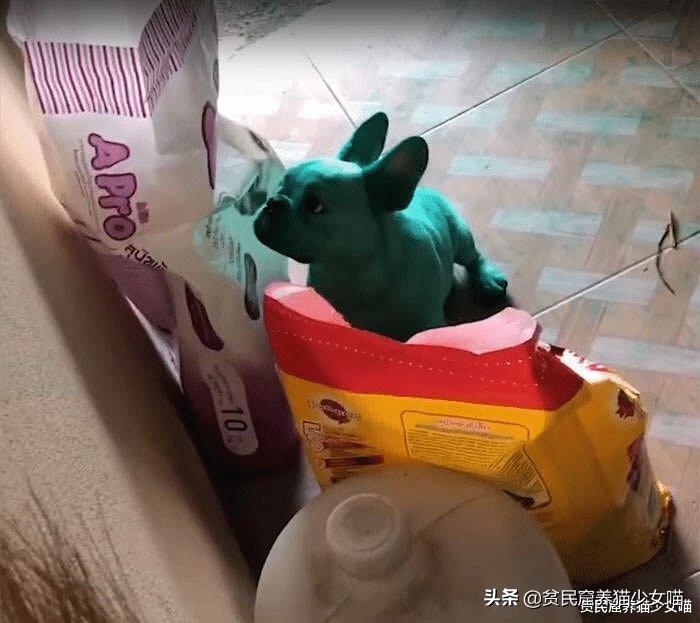 哎呀妈呀,法斗绿了,绿得好均匀,这就是宠物界的绿巨人?