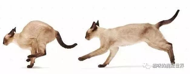 猫咪品种大盘点3:暹罗猫