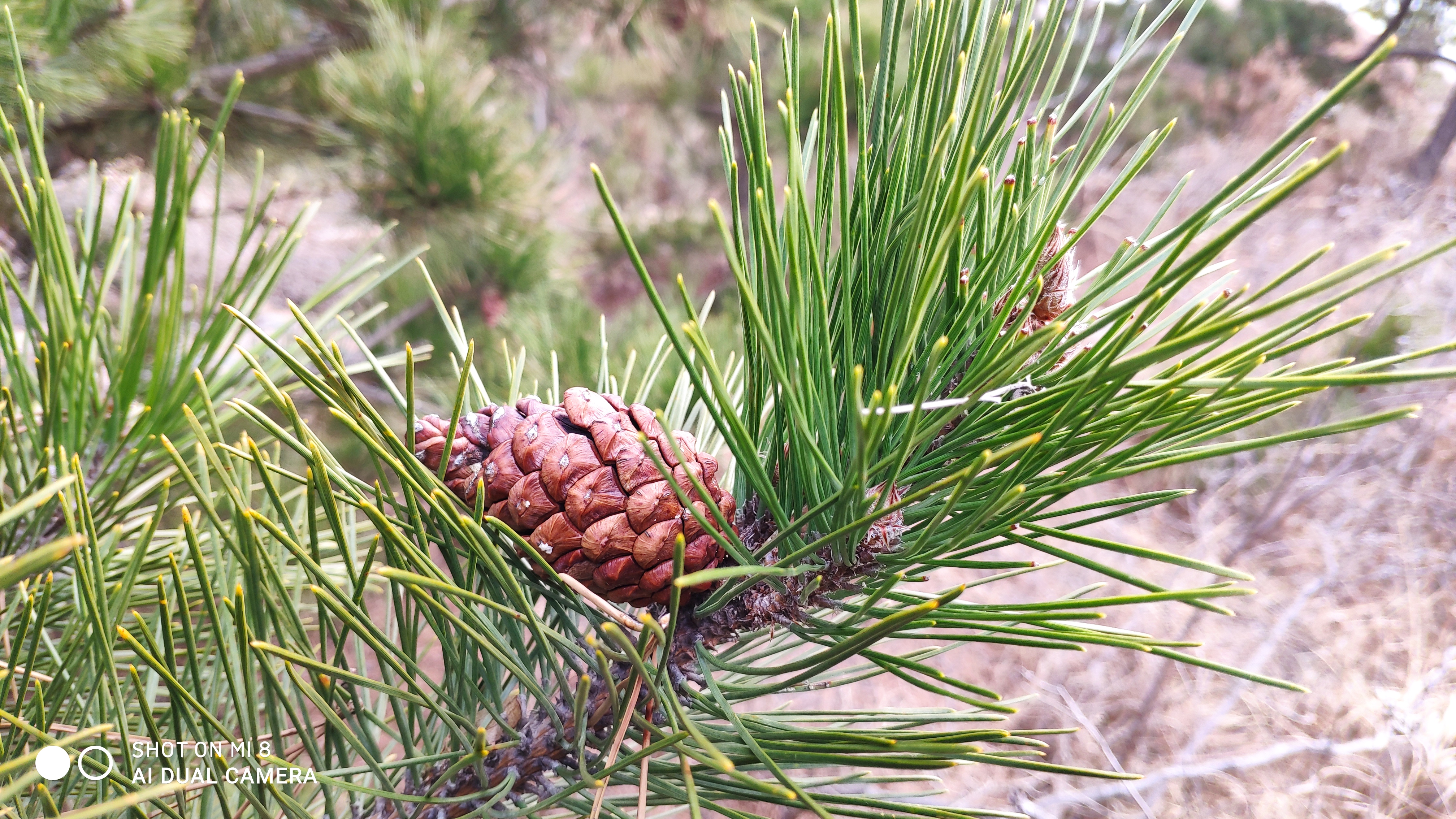 崂山水畔菜蔬鲜，黄石洞中书韵长