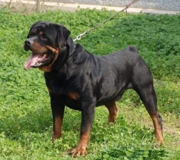 警用防暴犬罗威纳犬,罗威纳是护卫犬还是防暴犬