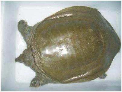 看图识海鲜，这些水产海鲜你都认识吗？