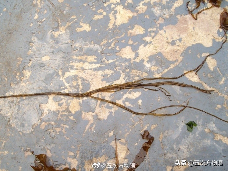 海里的食用藻类图片,青岛海边常见的生物