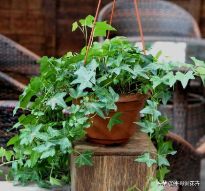 家里养殖哪些花卉可以除甲醛,家里养什么花去除甲醛