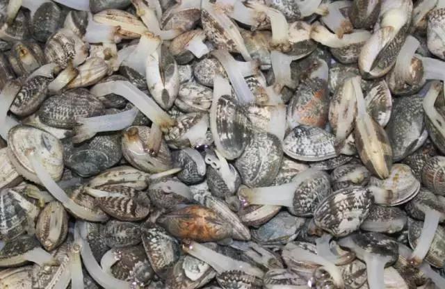 防城港怎么吃海鲜便宜不被坑,防城港干货海鲜有哪些