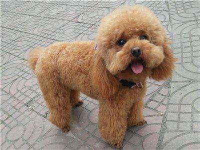 泰迪犬大便稀是怎么了,泰迪犬大便有白色黏液