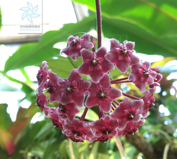 卖萌节丨植物卖起萌来,谁顶得住?