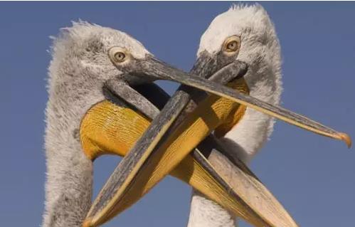 凶猛动物对决视频,凶猛野兽打斗场面