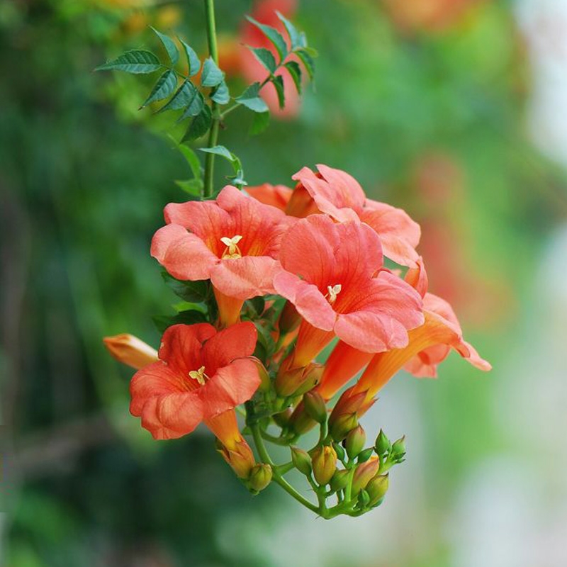 院子里种哪种爬墙花,怎么在院子周围种四季爬墙月季