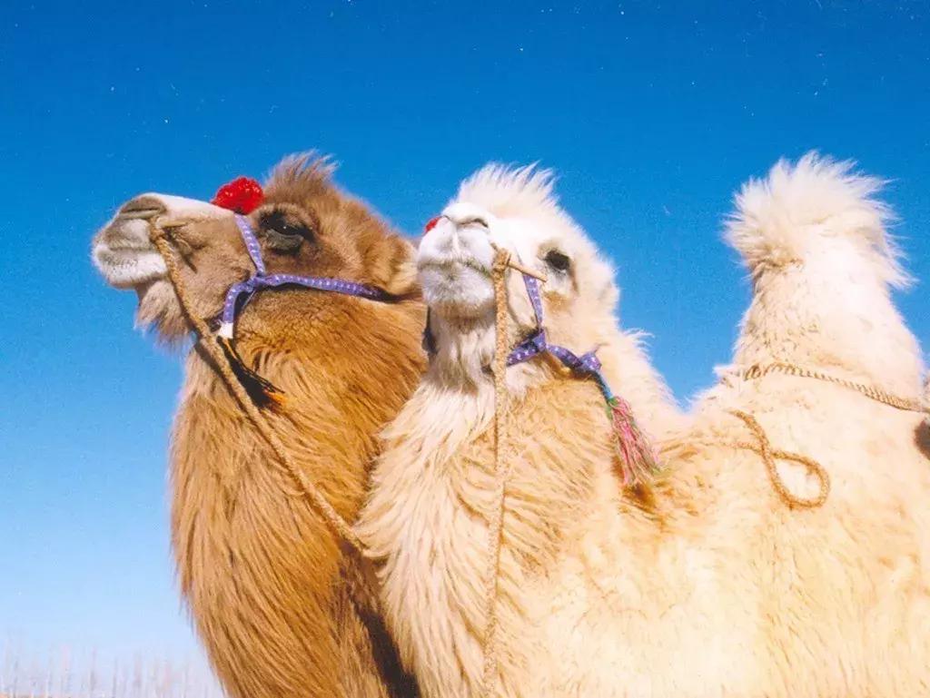 比起故宫猫,毫无颜值的西域骆驼,却在丝绸之路上火了两千多年