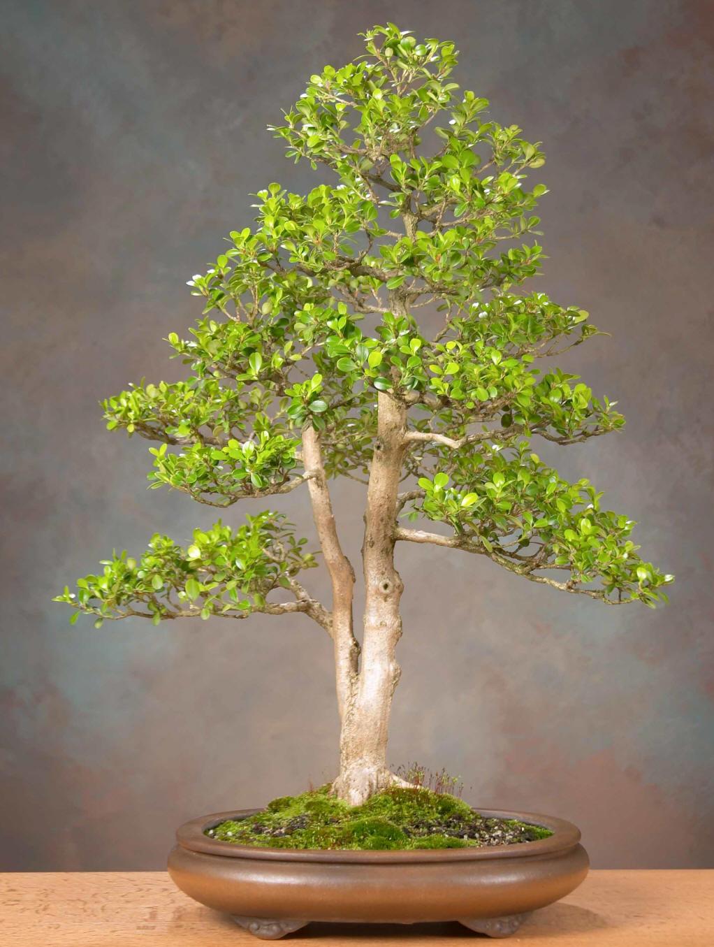 黄杨盆景的养护及注意事项,黄杨盆景什么时候做造型最好