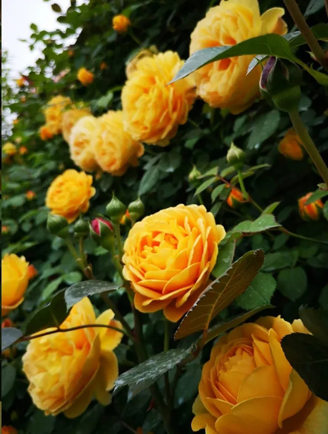 月季畸形花是怎么回事,月季叶片整株掉什么原因