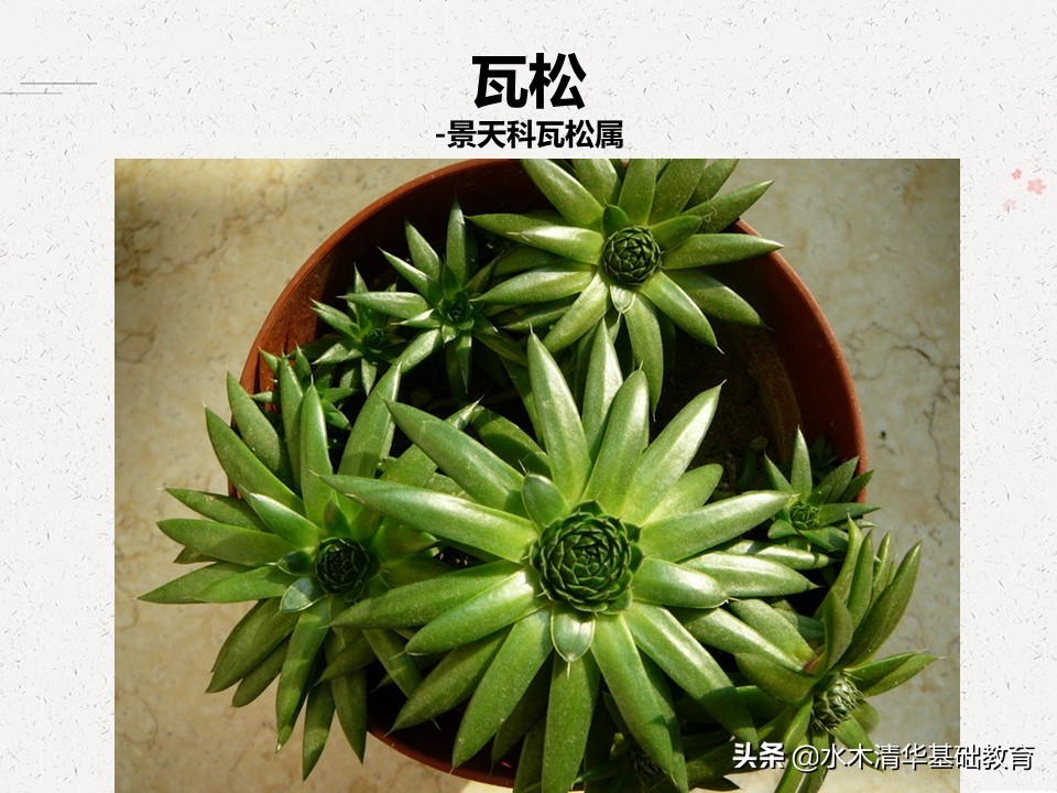 梦幻女王多肉植物百科图谱,原产地多肉植物图谱pdf