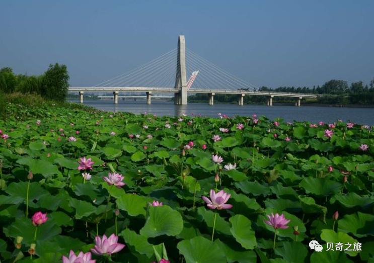 郑州赏荷花攻略,中国赏荷必去的地方