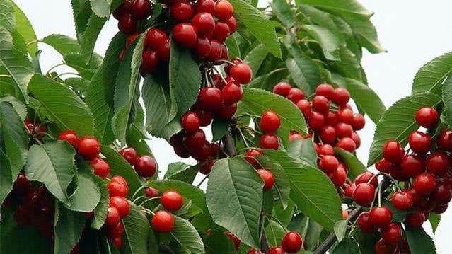 樱桃小萝卜怎么弄可以长久保存,樱桃怎么做才好吃简单方法