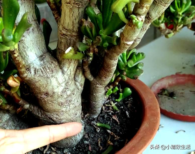 易出老桩的多肉植物,多肉这种花的真名叫什么