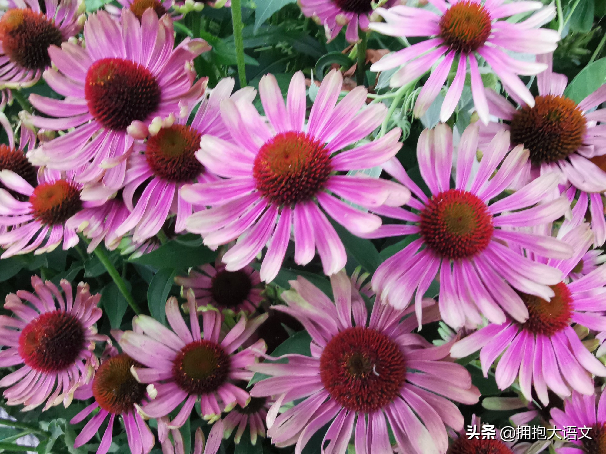 摘抄十句赞美老师的诗句,用蜡烛形容老师的句子