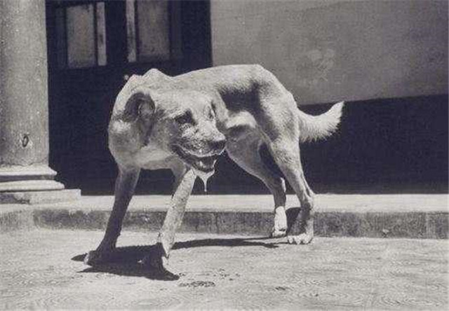 中医治狗咬药方,古代的人被狗咬了是怎么治的