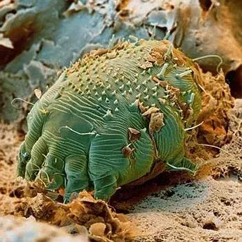 狗狗身上出红疹,原因很多速就诊