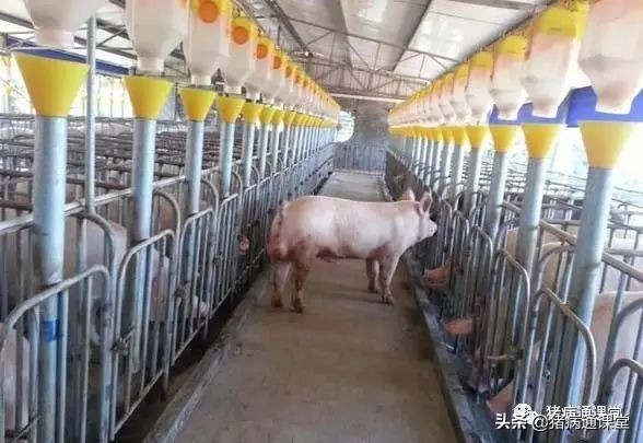 后备母猪各个阶段的饲喂技巧,母猪最佳饲喂方法