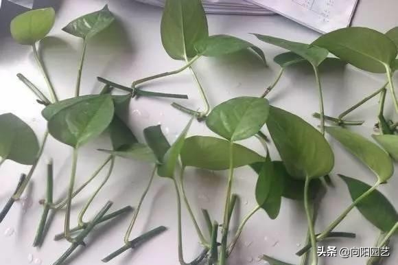 绿萝扦插的最佳方法,绿萝不用生根液怎样生根